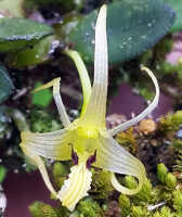 Dendrobium senggiense: Dendrobium senggiense de Vogel, flower, front view, photo Daawia Suhartawan, from Keerom cult. 106