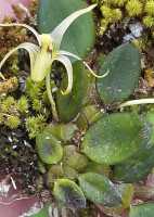 Dendrobium senggiense: Dendrobium senggiense de Vogel, plant with flower, photo Daawia Suhartawan, from Keerom cult. 106