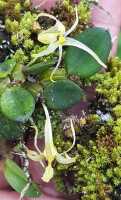 Dendrobium senggiense: Dendrobium senggiense de Vogel, plant habit, photo Daawia Suhartawan, from Keerom cult. 106