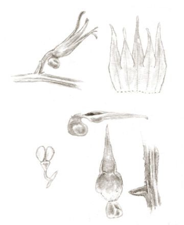 Taeniophyllum erosulum
