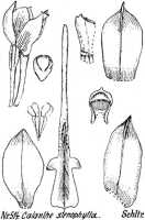Calanthe stenophylla: Calanthe stenophylla Schltr., from Repert. Spec. Nov. Regni Veg. Beih. 21 (1923) t. 137, fig. 514