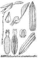Bulbophyllum chrysoglossum: Bulbophyllum chrysoglossum Schltr., floral analysis, R. Schlechter in Repert. Spec. Nov. Regni Veg. Beih. 21 (1928) t. 234, fig. 888