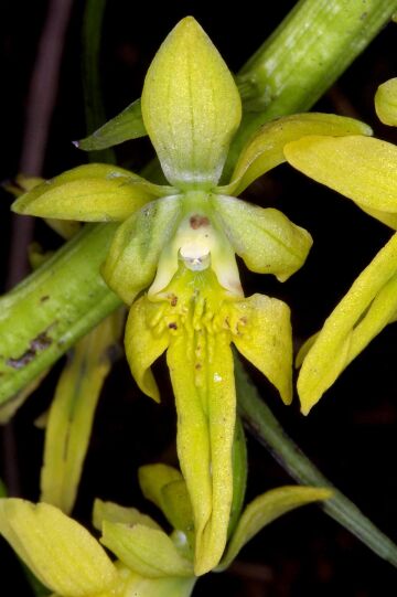 Calanthe lutiviridis