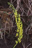 Calanthe lutiviridis: Calanthe lutiviridis P.Royen, inflorescence, photo Jon Cara, from Papua New Guinea, Western Highlands Prov.