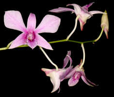 Dendrobium x fleischeri: Dendrobium x fleischeri J.J.Sm., flowers, various views, cult. and photo John Cara