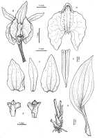 Crepidium gregorii: Crepidium gregorii (Marg. & Szlach.) Schuit. & de Vogel (as Pseudoliparis gregorii Marg. & Szlach.). Drawing by Szlachetko, Ann. Bot. Fenn. 37 (2000) 279