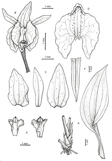 Crepidium gregorii
