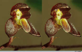Bulbophyllum orbiculare: Bulbophyllum orbiculare J.J.Sm., flower, oblique lateral view, photo P. Jongejan, collection Royal Botanic Gardens, Kew, cult. P. Jongejan 1075