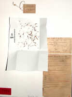 Bulbophyllum trinervium: Bulbophyllum trinervium J.J.Sm., herbarium sheet, Docters van Leeuwen 10325 (holotype specimen BO)
