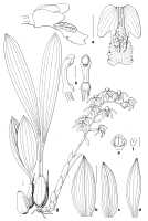Coelogyne asperata: Coelogyne beccarii Rchb.f., drawing Jan van Os in Sierra, S.E.C. et al. Blumea 45 (2000) 289, fig. 5, based on: a Leiden cult. 21480, b-h Leiden cult. 22279
