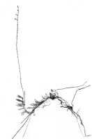 Taeniophyllum longicaule: Taeniophyllum longicaule (J.J.Sm.) Kocyan & Schuit. (as Microtatorchis triloba J.J.Sm.), habit, photo of type specimen in J. J. Smith Archive, Lam 1495