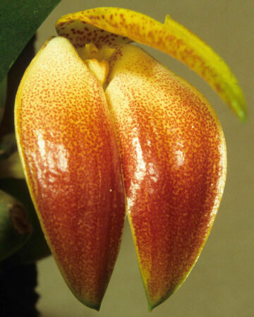 Bulbophyllum maxillarioides