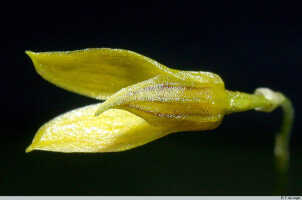 Bulbophyllum gramineum: Bulbophyllum gramineum Ridl., flower, view from above, photo E.F. de Vogel, Leiden cult. 20031543 (Harris), from Papua New Guinea, Gulf Prov.