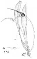 Bulbophyllum antenniferum: Bulbophyllum antenniferum (Lindl.) Rchb.f.,N. Howcroft, drawing, plant habit