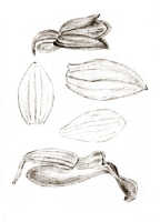 Styloglossum ventilabrum: Styloglossum ventilabrum (Rchb.f.) T.Yukawa & P.J.Cribb, as Calanthe chrysantha Schltr., drawing J.J. Smith, from Gjellerup 1060