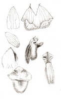 Glomera triangularis: Glomera triangularis J.J.Sm., drawing J.J. Smith, from de Kock 142
