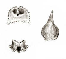 Octarrhena calceiformis: Octarrhena calceiformis (J.J.Sm.) P.Royen, as Chitonanthera calceiformis J.J.Sm., column, bract and anther, drawing J.J. Smith, based on Lam 1685