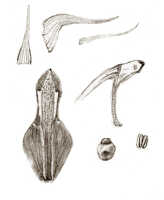 Dendrobium phalangillum: Dendrobium phalangillum J.J.Sm., drawing J.J. Smith, based on Lam 956