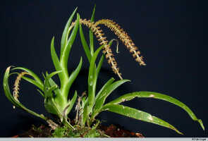 Oberonia bifida: Oberonia bifida Schltr., plant habit, photo E.F. de Vogel, Leiden cult. 20031896