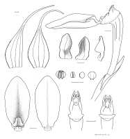 Bulbophyllum erythrosema: Bulbophyllum erythrosema J.J.Verm., flower analysis, drawing Anita Walsmit-Sachs, Leiden cult. 20030122  (de Vogel & Vogel), from Papua New Guinea, Central Prov.
