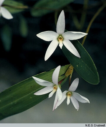 Dendrobium centrale