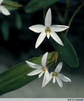 Dendrobium centrale: Dendrobium centrale J.J.Sm., flowers, photo N.E.G. Cruttwell, based on Highland Orchid Collection, Laiagam