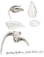 Bulbophyllum orbiculare: Bulbophyllum glabrilabre J.J.Sm., floral analysis, drawing J.J. Smith, from Gjellerup 830