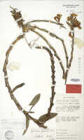 Dendrobium pseudoglomeratum: Dendrobium pseudoglomeratum T.M.Reeve & J.J.Wood, isotype specimen: NGF (Frodin) 28527 (L)