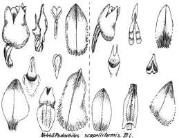 Podochilus scalpelliformis: Podochilus scalpelliformis Blume, drawing R. Schlechter in Repert. Spec. Nov. Regni Veg. Beih. 21 (1923) t. 117, fig. 440