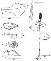 Goodyera crocodiliceps: Goodyera crocodiliceps Ormerod, plant habit and flower analysis, drawing Paul Ormerod in Austral. Orchid Rev. 61, 5 (1996) 41, fig.