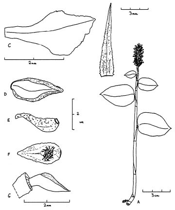 Goodyera crocodiliceps