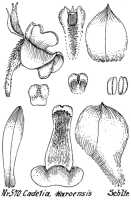 Dendrobium karoense: Dendrobium karoense Schltr.(as Cadetia karoensis (Schltr.) Schltr.), drawing R. Schlechter in Repert. Spec. Nov. Regni Veg. Beih. 21 (1923) t. 152, fig. 570