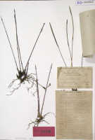 Dendrobium janowskyi: Dendrobium janowskyi J.J.Sm., holotype specimen: Janowsky 73 (BO)