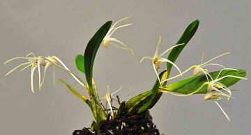 Dendrobium longipedicellatum