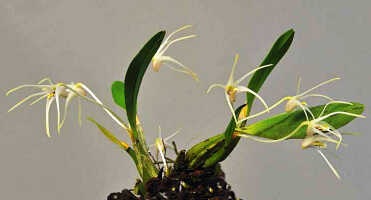 Dendrobium longipedicellatum: Dendrobium longipedicellatum de Vogel, plant habit, photo Ed de Vogel in De Vogel, van Vugt & Hoogendijk, Malesian Orchid Journal 22 (2018) 101, fig 21, from Leiden cult. 20110856 (de Vogel & Raka)