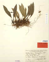 Bulbophyllum holochilum: Bulbophyllum holochilum J.J.Sm. var. aurantiacum J.J.Sm., herbarium sheet, Pulle 246 (holotype L)