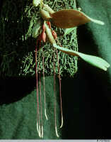Bulbophyllum inauditum: Bulbophyllum inauditum Schltr., habit, photo T. M. Reeve, based on Reeve 779