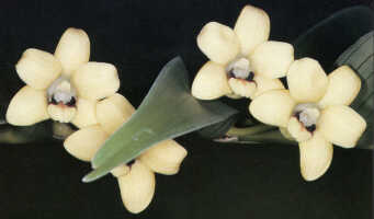 Dendrobium papyraceum: Dendrobium papyraceun J.J.Sm., as Grastidium papyraceym (J.J.Sm.) Rauschert, photo Mark Clementx in Lasianthera 1 (1996) photo 22, based on ANBG cult. s.n. from PNG, Korombi
