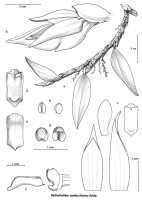 Bulbophyllum xanthochlamys: Bulbophyllum xanthochlamys Schltr., Orchid Monogr. 7 (1993) 144, fig. 100, J.J. Vermeulen, drawing, plant habit and flower analysis, based on Kalkman 4309 (L)