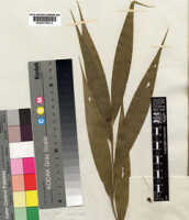 Tropidia curculigoides: overview picture