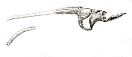 Dendrobium centrale: Dendrobium centrale J.J.Sm., drawing J.J. Smith, based on Lam 1916