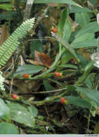 Mediocalcar versteegii: Mediocalcar versteegii J.J.Sm. subsp. versteegii, habit in situ, note occasional 2-leaved shoot, photo A. Schuiteman, based on Schuiteman, Mulder & Vogel 46, from Tagari River, PNG