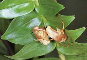 Dendrobium brunnescens: Dendrobium brunnescens Schltr., as Grastidium brunnescens (Schltr.) Rauschert, photo Mark Clements in Lasianthera 1 (1996) photo 5, based on Clements 6567 from PNG, Morobe Prov.