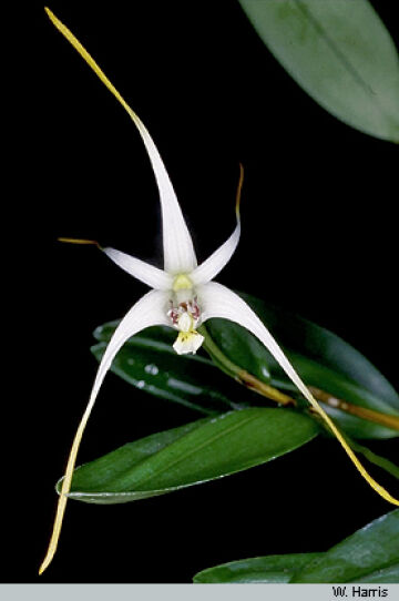Dendrobium ajoebii
