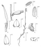 Octarrhena obovata: Octarrhena obovata (J.J.Sm.) P.Royen, drawing P. van Royen in Alp. Fl. New Guinea 2 (1979) 744, fig. 257