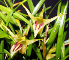 Dendrobium obyrnei: Dendrobium obyrnei (W.K.Harris) Schuit. & de Vogel, flowers, various views, photo Ed de Vogel, Leiden cult. 20030876 (National Capital Botanic Garden Port Moresby), from PNG, locality not known