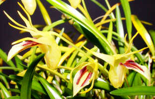 Dendrobium obyrnei: Dendrobium obyrnei (W.K.Harris) Schuit. & de Vogel, flowers, various views, photo Ed de Vogel, Leiden cult. 20030876 (National Capital Botanic Garden Port Moresby), from PNG, locality not known