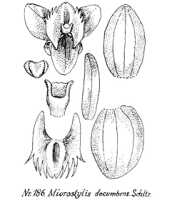Crepidium decumbens: overview picture