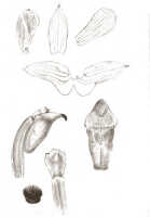 Glomera uniflora: Glomera uniflora J.J.Sm., drawing J.J. Smith, from Thomsen s.n.