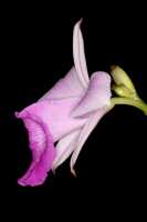 Arundina graminifolia: Arundina graminifolia (D.Don) Hochr., flower, lateral view, photo Jon Cara, cult. Jon Cara
